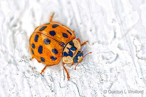 Asian Lady Beetle_P1200965.jpg - Asian Lady Beetle (Harmonia axyridis) photographed at Smiths Falls, Ontario, Canada.